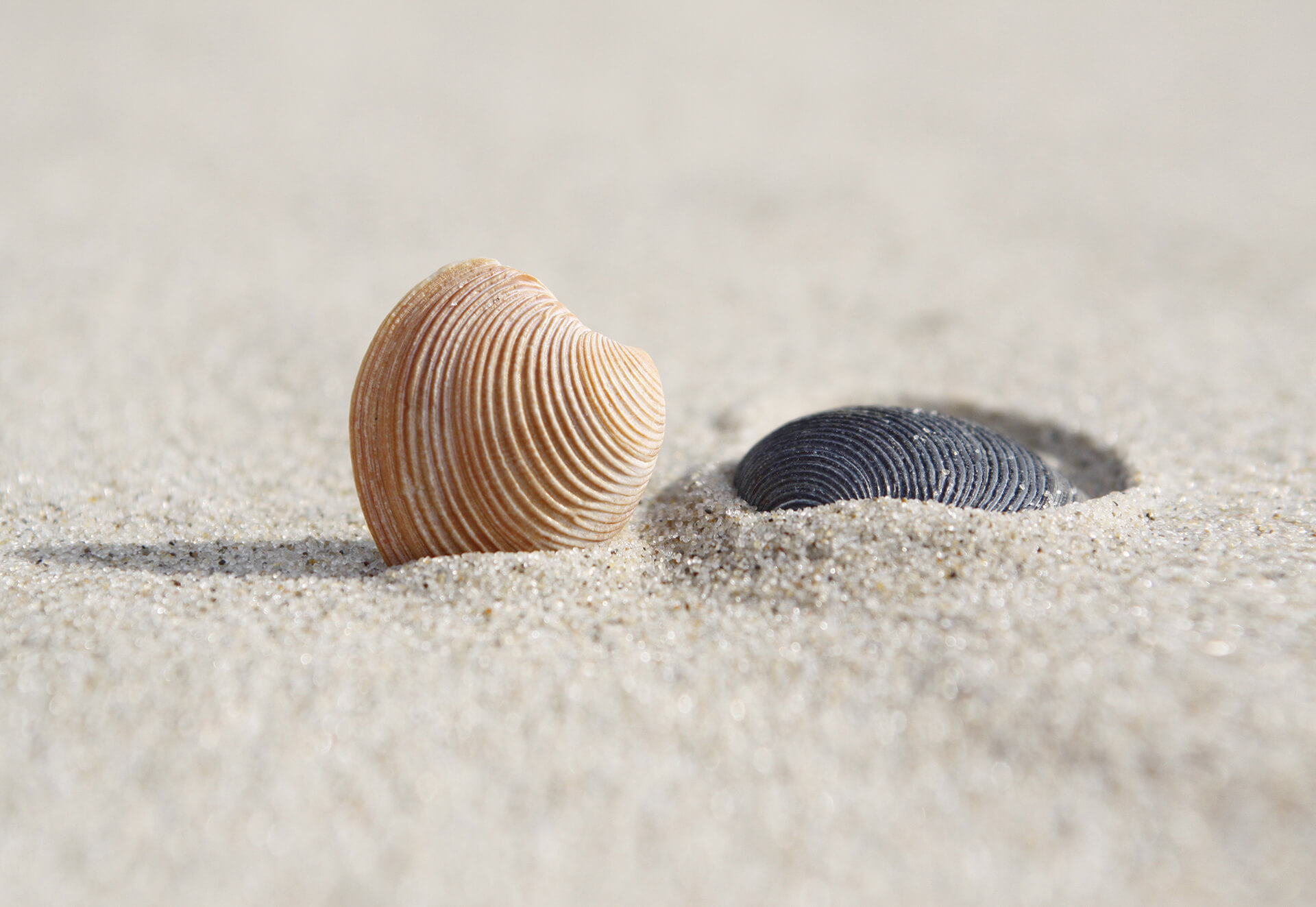 Twee schelpen in het rulle zand van het Texelse strand, dicht bij de vloedlijn