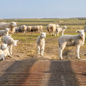 Lammetjes-op-de-Hogeberg.-Texel.