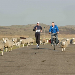 molwek met schapen eduard de ruiter_bew