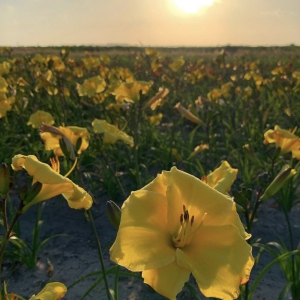 Schermafbeelding 2021-07-26 om 16.06.20