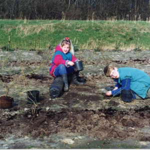 blauwe bessen planten-S
